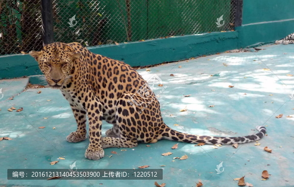 捕食者想睡覺(jué)