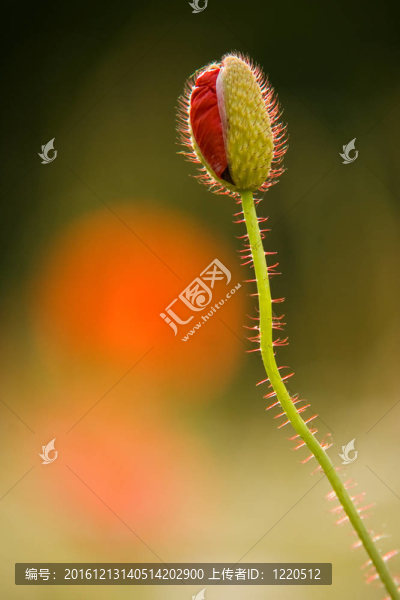 罌粟虞美人