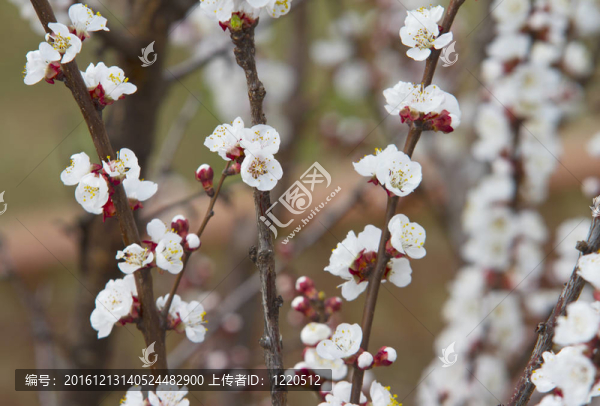 櫻花