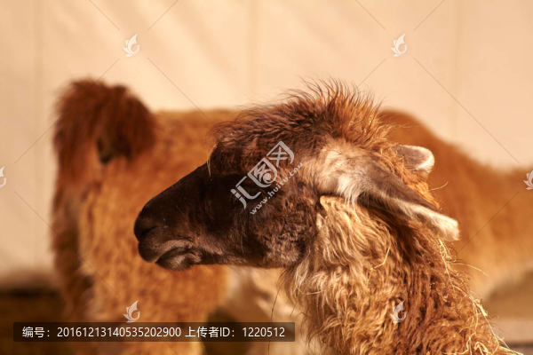 農(nóng)場(chǎng)中的單峰駱駝