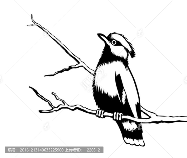 白色背景上的鳥剪影