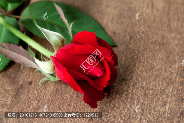 木地板上的紅玫瑰