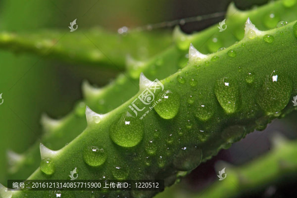 滴在片蘆薈水