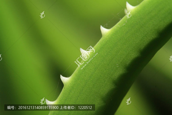 蘆薈片