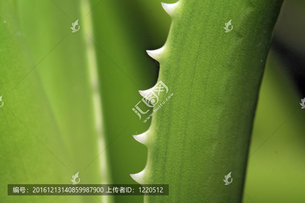 蘆薈片