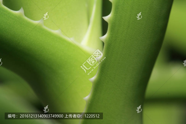 蘆薈片