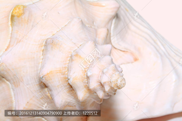 貝殼