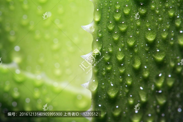 滴在片蘆薈水