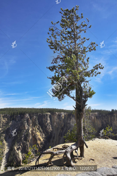 突變樹(shù)-匯圖網(wǎng) www.fosd68.com 突變樹(shù)