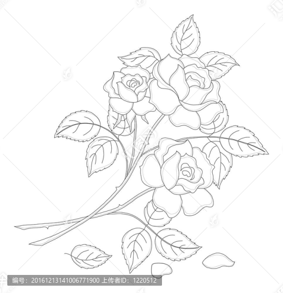 花玫瑰；輪廓