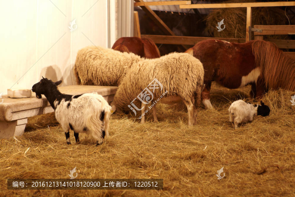 農(nóng)場動(dòng)物；