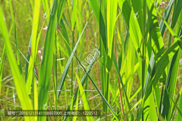 夏日田野上的青草