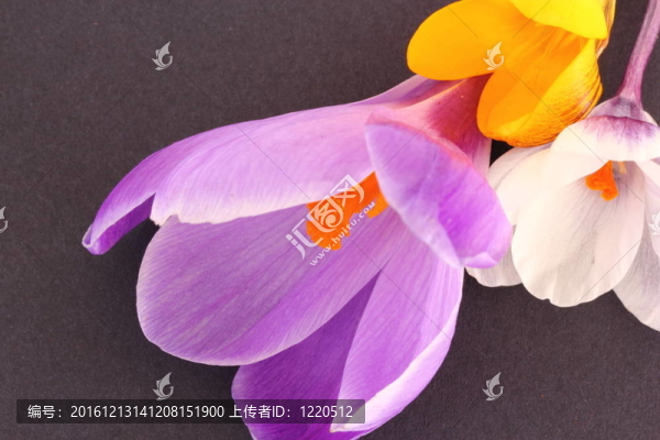 番紅花