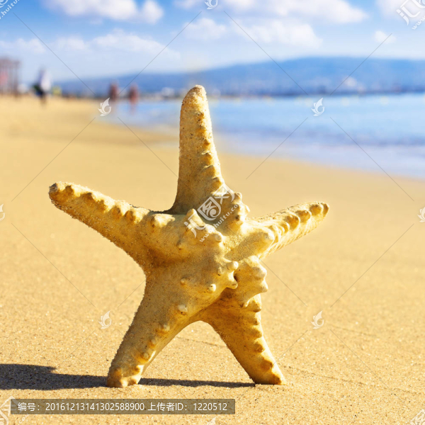 海灘上的海星