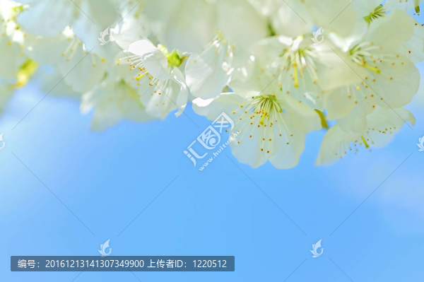 春蕾