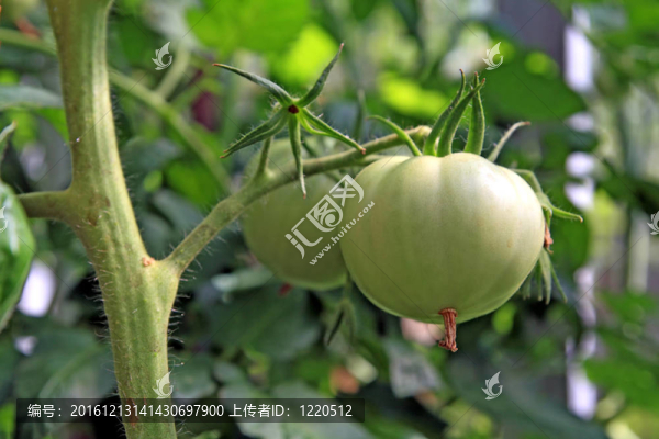 在綠色的西紅柿溫室塑料
