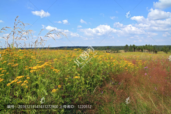 黃flowerses夏天的領(lǐng)域
