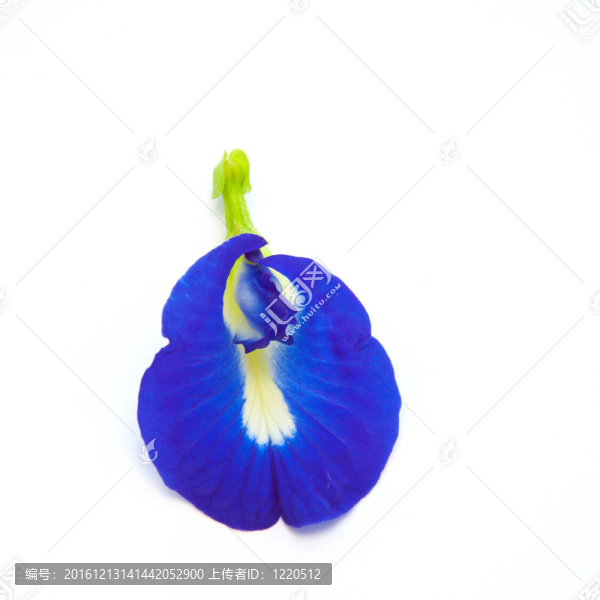 藍蝴蝶豌豆花