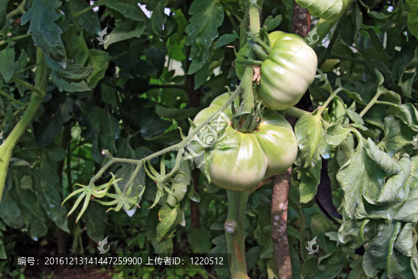 在綠色的西紅柿溫室塑料
