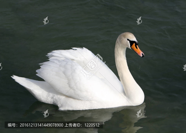 水中白天鵝。