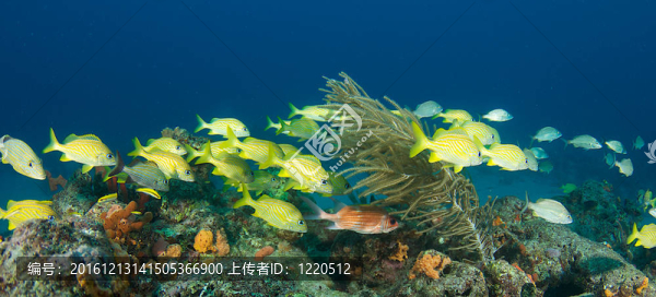 珊瑚礁上的魚類聚集。