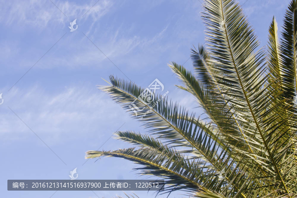 美麗的天空下的棕櫚樹與復(fù)制空間