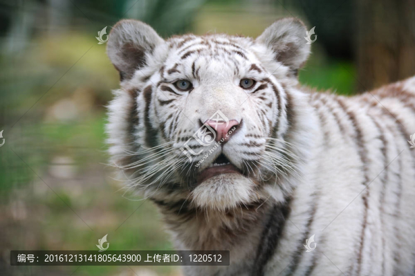白虎張開嘴