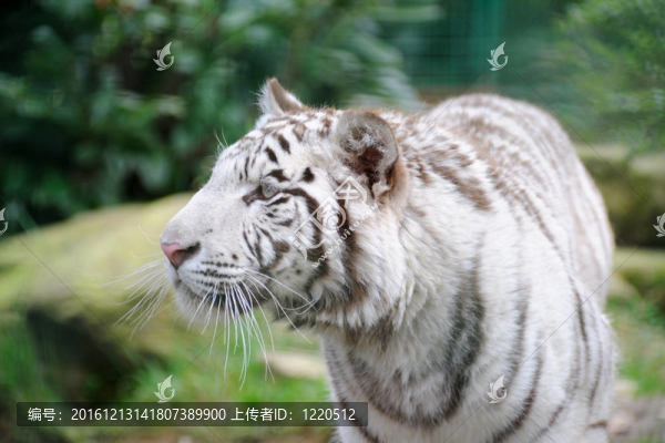 白老虎出沒(méi)