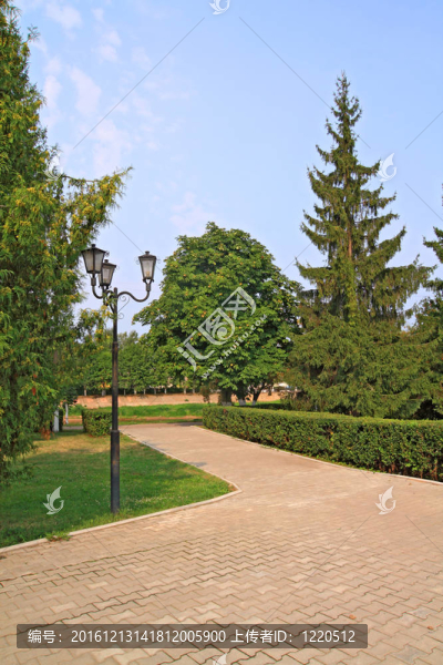 巷鎮(zhèn)公園內(nèi)樹