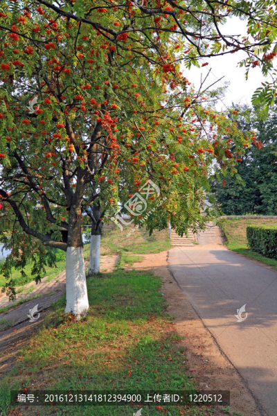 在秋天的公園紅色圖片