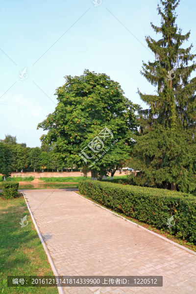 巷鎮(zhèn)公園內(nèi)樹