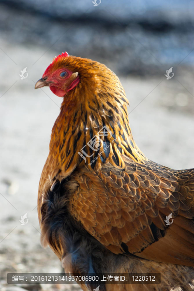 雞-匯圖網(wǎng) www.fosd68.com 雞
