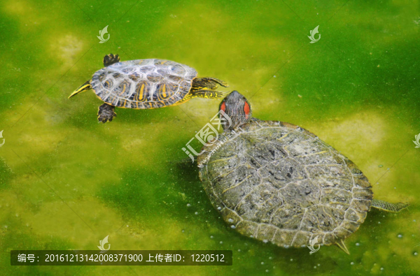 沼澤里的大烏龜和小烏龜