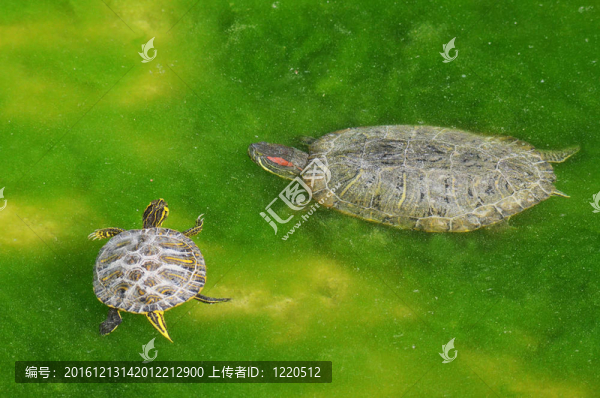 龜媽媽和兒子在沼澤里