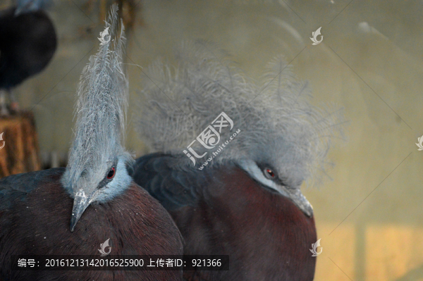 鳥(niǎo)