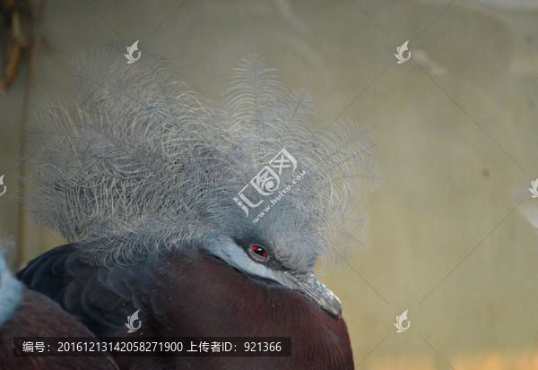 鳥