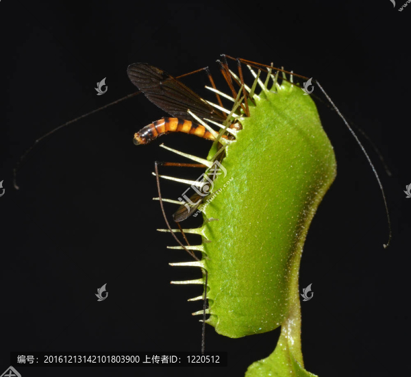 巨型蚊子夾在食肉植物的顎中