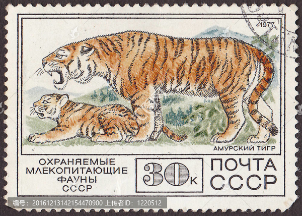 USSR,-大約1977：一個郵票印刷在USSR顯示西伯利亞白虎；在蘇聯(lián)俄羅斯保護(hù)動物哺乳動物的題詞