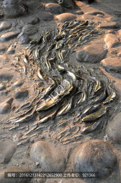 銅魚