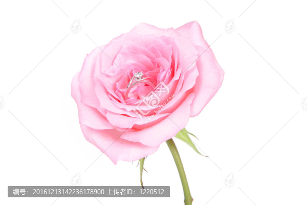 粉紅玫瑰花浪漫婚禮戒指