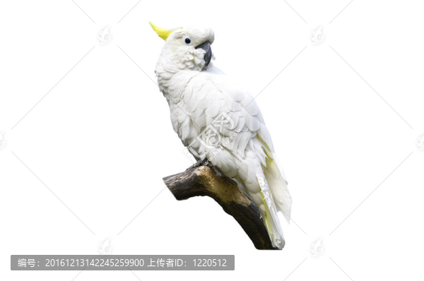 白鸚鵡在白色的樹枝上
