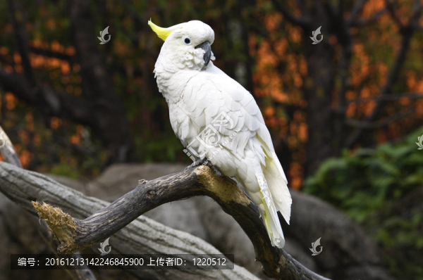 白鸚鵡在樹枝上