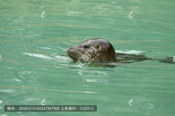 海獅；在動(dòng)物園里游泳
