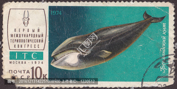 USSR,-大約1974：一個郵票印刷在USSR為格陵蘭島鯨魚；系列第一屆國際teriologica