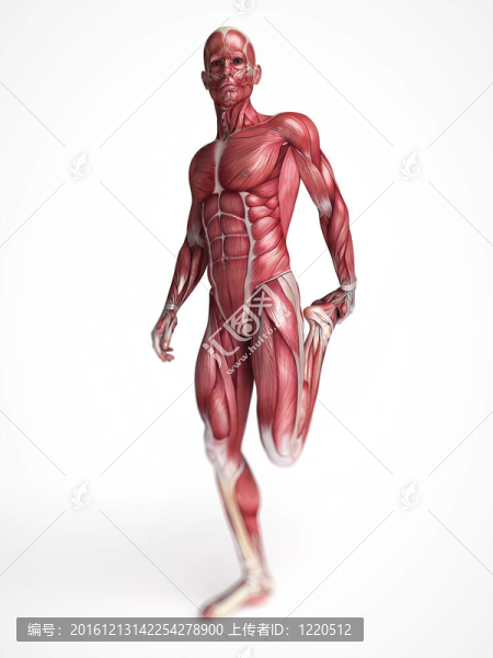 男性的肌肉系統(tǒng)