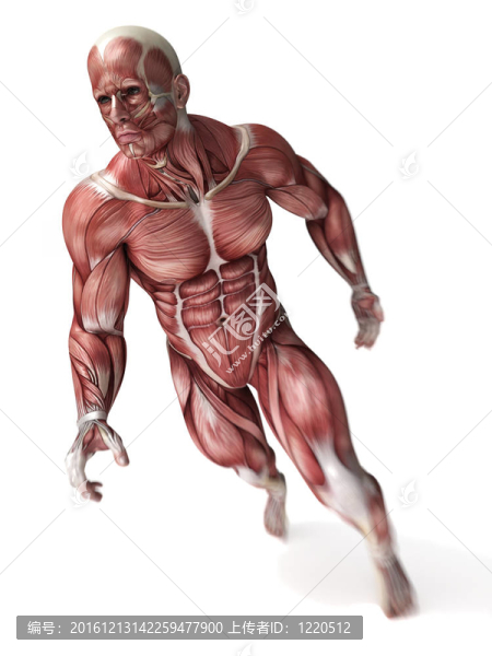 男性的肌肉系統(tǒng)