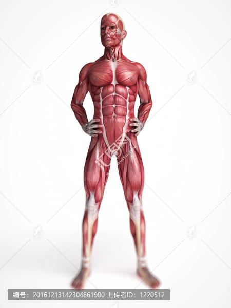 男性的肌肉系統(tǒng)
