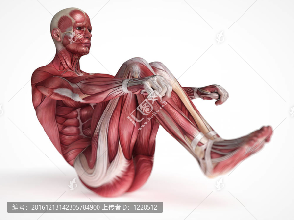 男性的肌肉系統(tǒng)