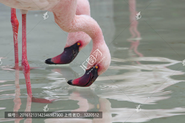 意大利火烈鳥在動(dòng)物園