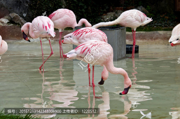 意大利火烈鳥在動(dòng)物園